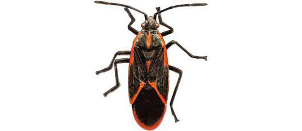 Boxelder Bugs Removal Service in Central Wisconsin