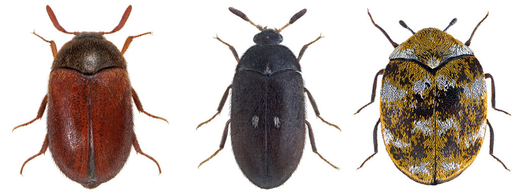 JS Pest Control, Carpet Beetles Control