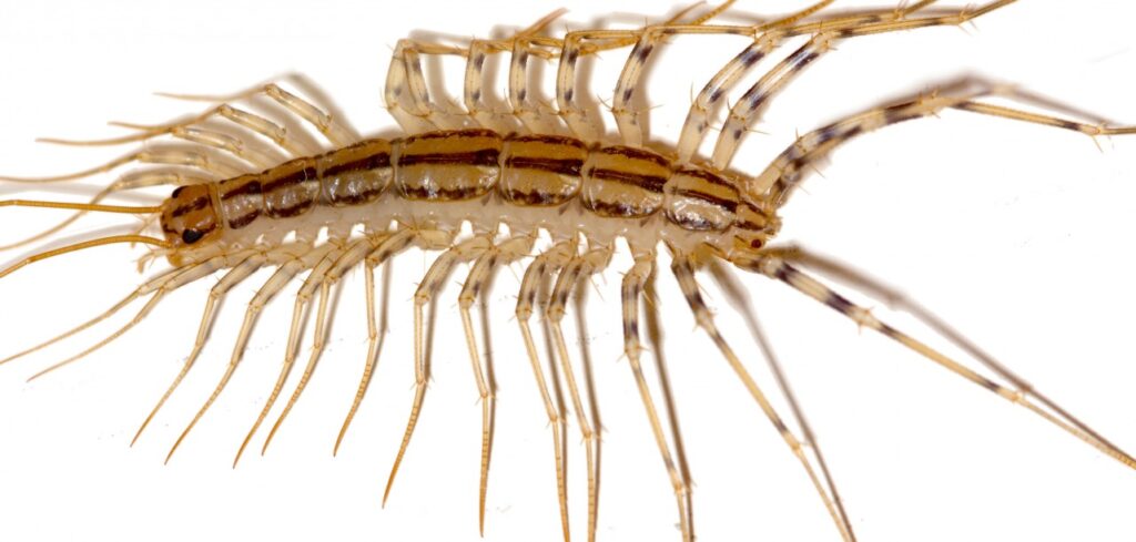 Centipedes Removal Service in Central Wisconsin