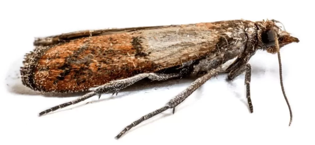 4 Steps to Naturally Manage Indian Meal Moths - Northwest Center for  Alternatives to Pesticides