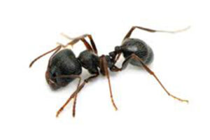 Ant Infestation