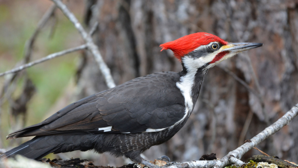Woodpeckers Removal