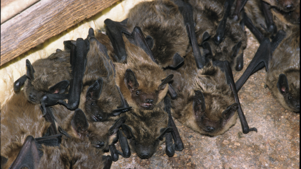 bats removal