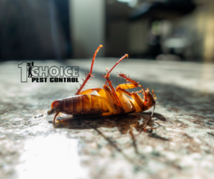 Regular Pest Inspections