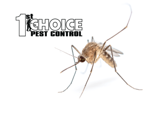 Pest Control | Pest Removal | Exterminator | 1st Choice Pest