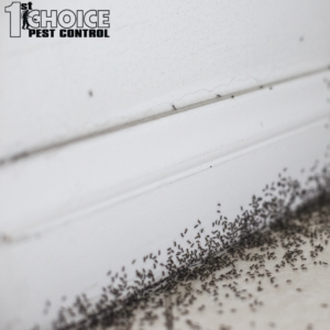 Impact of Pest Infestations