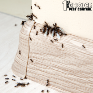 Home Remedies for Ant Infestations