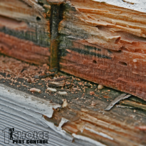 The Dangers of Undetected Termite Infestations