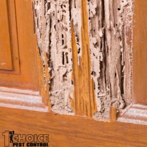 Protecting Your Home from Termites