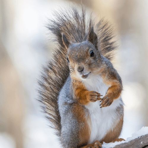 Top Rated Squirrel Control | Squirrel Removal